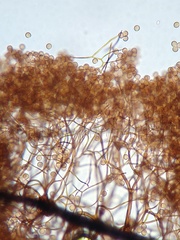 Comatricha pulchelloides