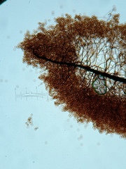 Comatricha pulchelloides