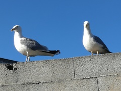 Larus michahellis