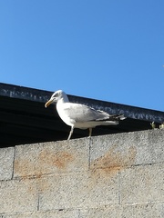 Larus michahellis