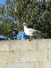 Larus michahellis