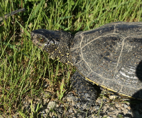 Korytnačka močiarna (Emys orbicularis)