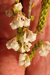 Erica spectabilis