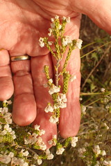 Erica spectabilis