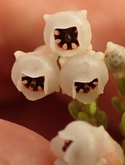 Erica spectabilis