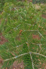 Abies homolepis