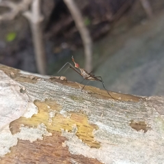 Insecta