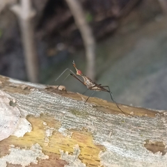 Insecta