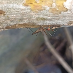 Insecta