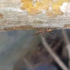 Insecta