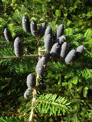 Abies nephrolepis