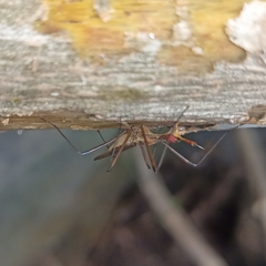 Insecta