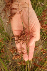 Thamnochortus muirii