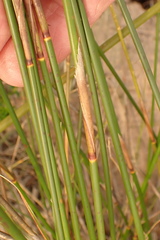 Thamnochortus muirii