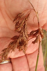 Thamnochortus muirii
