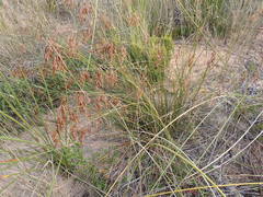 Thamnochortus muirii