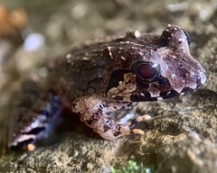 Limnonectes malesianus