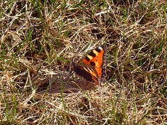 Aglais urticae