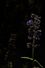 Salvia concolor