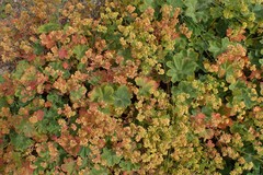 Alchemilla glaucescens