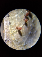 Comatricha pulchelloides