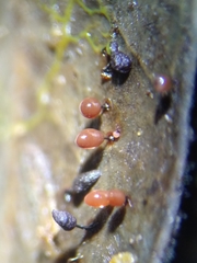 Comatricha pulchelloides