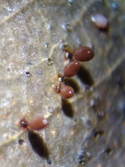 Comatricha pulchelloides