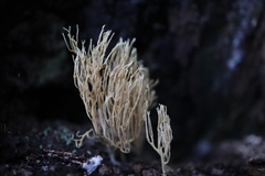 Phaeoclavulina ochracea