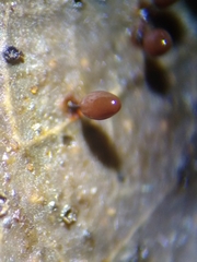 Comatricha pulchelloides