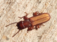 Platisus angusticollis