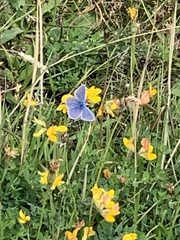 Polyommatus icarus