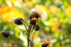 Cirsium subcoriaceum