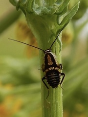 Capraiellus panzeri