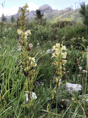 Pedicularis elongata