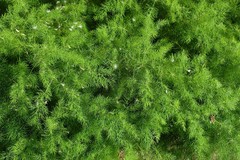 Asparagus tenuifolius