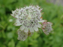Astrantia bavarica