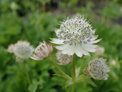 Astrantia bavarica