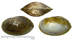 Buldowskia flavotincta