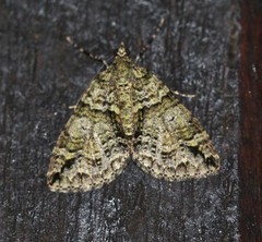 Polyclysta hypogrammata