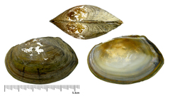 Buldowskia flavotincta