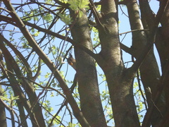 Sciurus vulgaris