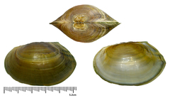 Buldowskia flavotincta