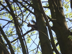 Sciurus vulgaris