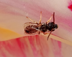Halictini