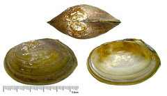 Buldowskia flavotincta