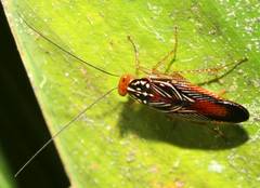 Euphyllodromia angustata