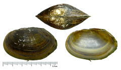 Buldowskia flavotincta