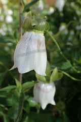 Codonopsis clematidea
