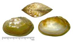 Buldowskia flavotincta