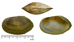 Buldowskia flavotincta